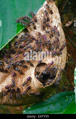 Specie Polybia wasp lavoratori ammassare sul loro nido. Foto Stock