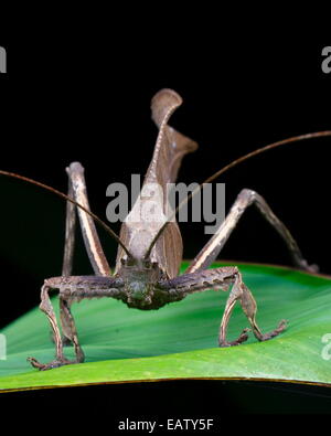 Close up ritratto di una foglia morta mimare katydid, Tettigoniidae specie.
