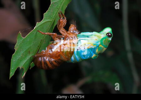 Una cicala blu, Auchenorrhynca cicadidae, emergenti dalla sua ninfa esoscheletro. Foto Stock