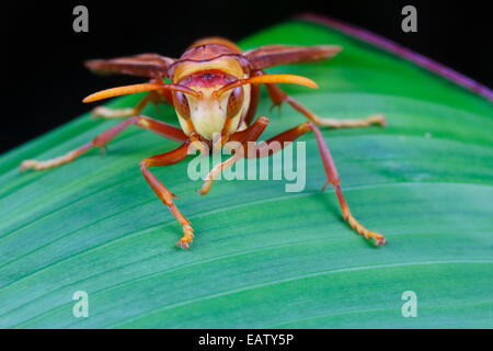 Una carta wasp, specie di Polistes, asciugando fuori su una foglia dopo una pioggia. Foto Stock