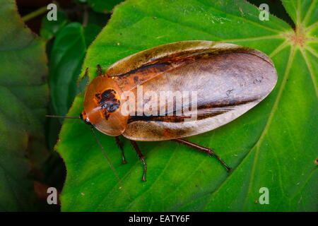 Un scarafaggio gigante, Archimandrita tessellata, rovistando su una foglia nella foresta pluviale. Foto Stock