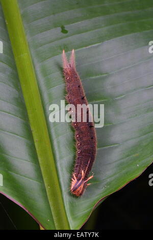 Una farfalla civetta caterpillar, Caligo eurilochus, appoggiato su una foglia di heliconia. Foto Stock