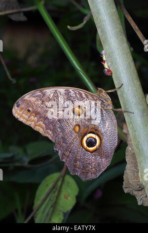 Una farfalla civetta in appoggio e un morfo caterpillar rovistando su un impianto di heliconia. Foto Stock