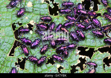 Un grande gruppo di coleotteri viola alimentazione su una foglia in un cloud forest. Foto Stock