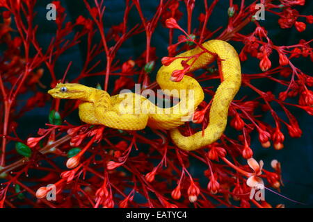 Una ciglia gialla Viper, Bothriechis schlegelii, tra i boccioli di fiori in attesa di prede. Foto Stock