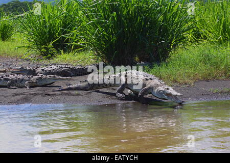 Un coccodrillo americano, Crocodylus acutus, entrando nell'acqua dalla barra di sabbia. Foto Stock