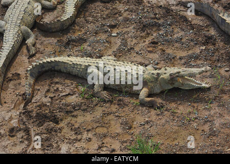 American coccodrilli, Crocodylus acutus, crogiolarvi al sole su un banco di sabbia. Foto Stock