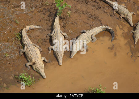 American coccodrilli, Crocodylus acutus, crogiolarvi al sole su un banco di sabbia. Foto Stock