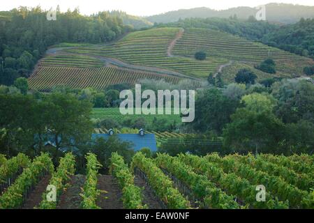 Splendide vedute dei vigneti nella famosa Napa Valley Wine Country nel nord della California, Stati Uniti d'America. Foto Stock