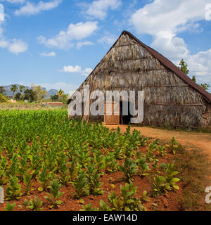 Passo di essiccamento e piantagioni di tabacco in Vinales Cuba Foto Stock