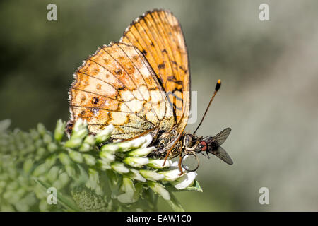 Il bacio di volare Foto Stock