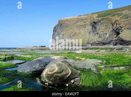 Vene di quarzo in rocce sulla spiaggia di Crackington Haven, Cornwall, Regno Unito Foto Stock