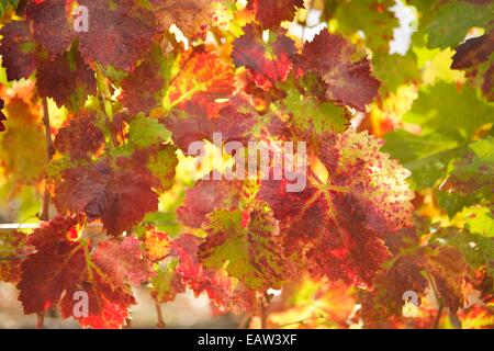 I vigneti di colore di autunno nella Napa Valley Wine Country della California del Nord. Splendide vedute delle vigne della famou Foto Stock