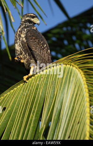 Immaturo grande Black Hawk (Buteogallus anthracinus). Parco Nazionale di Tortuguero in Costa Rica. Foto Stock