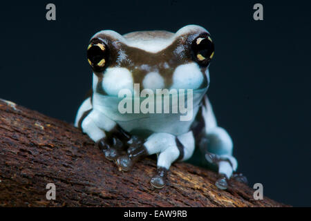 Rana di latte / Trachycephalus resinifictrix Foto Stock