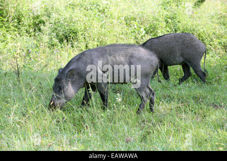 Indian cinghiale Foto Stock