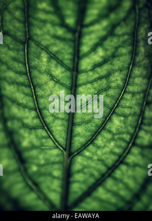 Foglia verde sfondo, abstract sfondo naturale, in stile vintage foto, bellissima natura particolare, grunge floral wallpaper Foto Stock