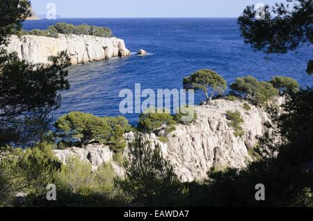 Pini di aleppo (Pinus halepensis) a calanque de port-pin, calanques national park, Francia Foto Stock