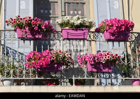 Nelle petunie (petunia) in cassette di fiori Foto Stock