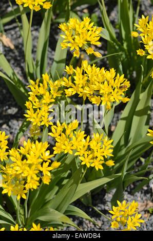 Lily porri (allium moly) Foto Stock