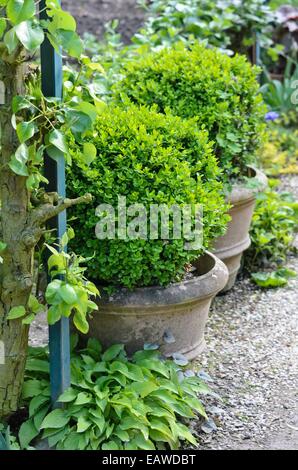 Comune di legno di bosso (Buxus sempervirens) in vasi di fiori Foto Stock