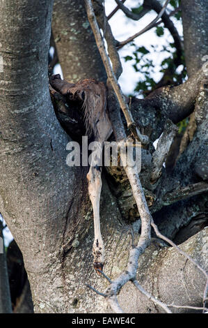 Un leopard trascinato i resti di un antilope uccidere in un albero forcella. Foto Stock