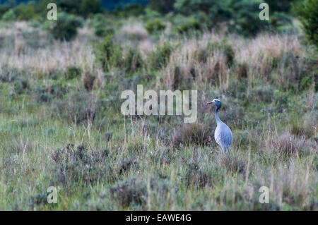 Un vulnerabile blue crane rovistando su una vasta prateria di pianura. Foto Stock