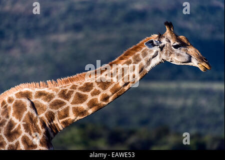 Il lungo collo di un sudafricano Giraffe masticare il suo cud. Foto Stock