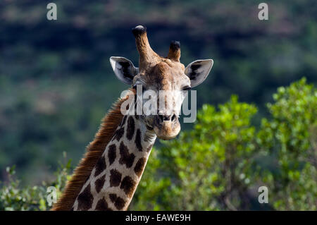 Un Sudafricano giraffa con un recedono e deformato il clacson. Foto Stock