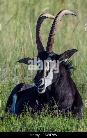 L'impressionante scimitar corna di Sable Antelope in appoggio in erba alta. Foto Stock