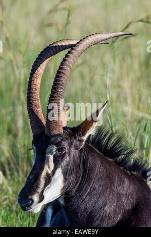 L'impressionante scimitar corna di Sable Antelope in appoggio in erba alta. Foto Stock