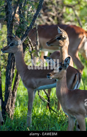 Le sporgenze di corna appaiono sulla testa di un giovane maschio Impala in una mandria. Foto Stock