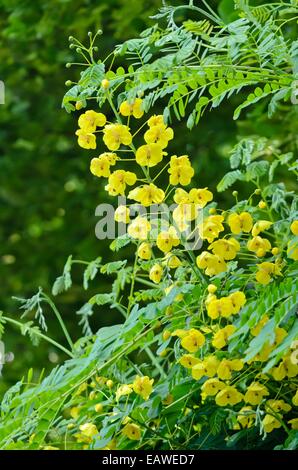 Maurizio thorn (caesalpinia decapetala syn. caesalpinia japonica) Foto Stock