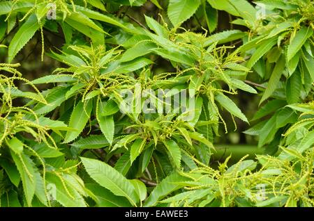 Dolce castagno (Castanea sativa) Foto Stock