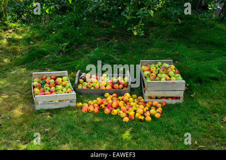 Il raccolto di mele "Reine des reinettes' (malus domestica). Foto Stock