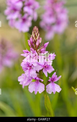 Madeira (orchidea Dactylorhiza foliosa) Foto Stock