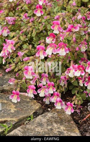 Cileno fiore di scimmia (mimulus naiandinus) Foto Stock