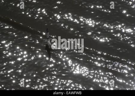 Un pellicano bruno vola basso su acqua via Panama la costa. Foto Stock