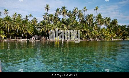 Una foresta di palme cresce sulle isole San Blas. Foto Stock