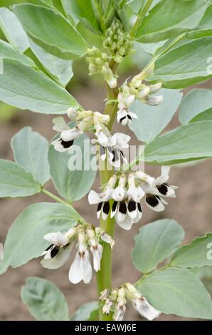 Fava (Vicia faba " karmazyn') Foto Stock