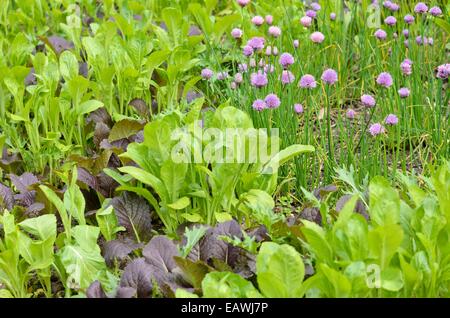 Senape cinese (Brassica juncea) e erba cipollina (Allium schoenoprasum) Foto Stock