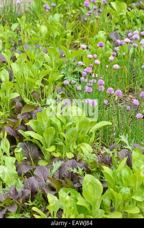 Senape cinese (Brassica juncea) e erba cipollina (Allium schoenoprasum) Foto Stock