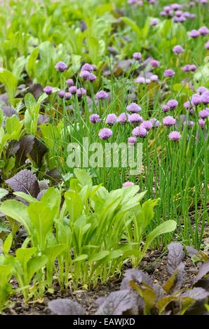 Senape cinese (Brassica juncea) e erba cipollina (Allium schoenoprasum) Foto Stock