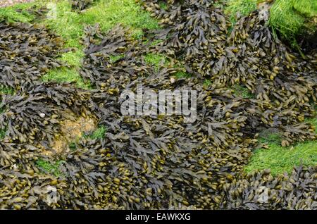 Wrack della vescica (fucus vesiculosus) Foto Stock