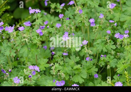 Siepe cranesbill (geranium pyrenaicum 'bill wallis") Foto Stock