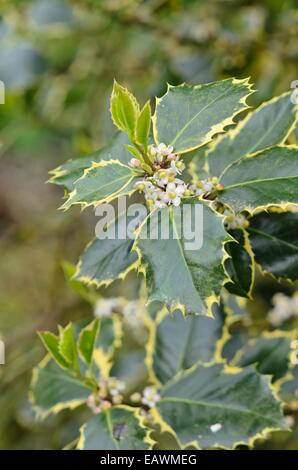 Agrifoglio comune (Ilex aquifolium 'rubricaulis aurea') Foto Stock