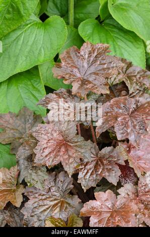 Bocchetta a lancia alumroot (heuchera micrantha "palazzo viola') Foto Stock