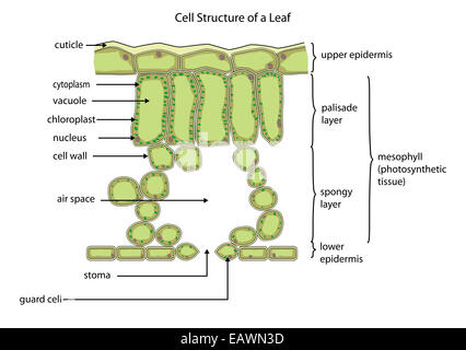 La sezione attraverso una foglia tipico che mostra la struttura di cella Foto Stock