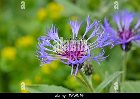 Fiordaliso di montagna (centaurea montana) Foto Stock