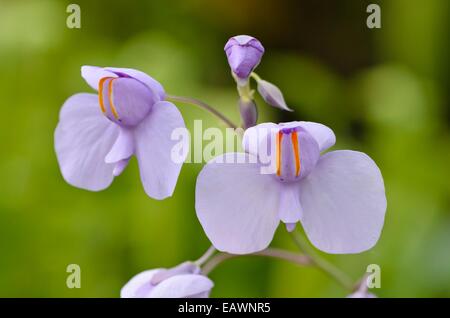 Bladderwort (utricularia reniformis) Foto Stock